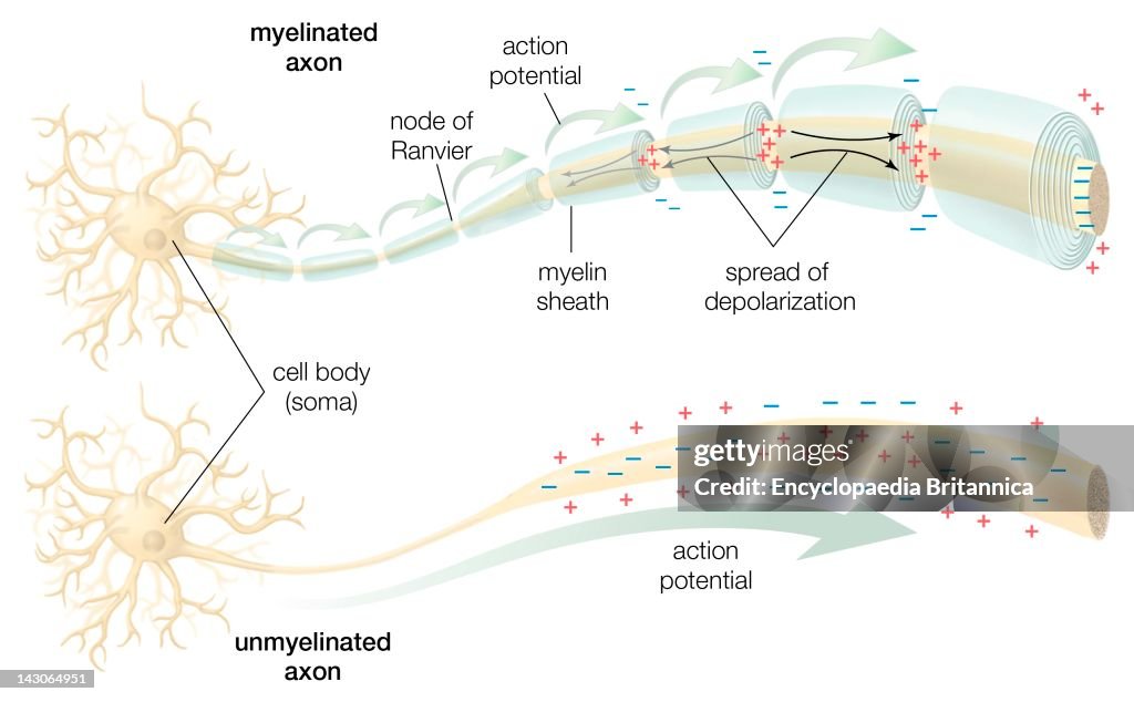 The Conduction Of The Action Potential Across A Myelinated And An Unmyelinated Axon.