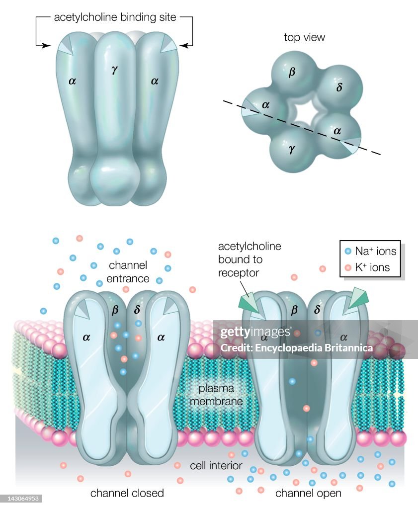 The Cholinergic Channel Receptor Binds Acetylcholine, Causing The Channel To Open And Allow Diffusion Of Ions Into The Cell.