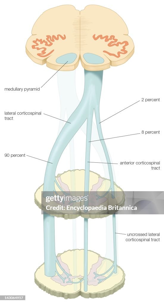 Spinal Pyramids The Decussation Of The Medullary Pyramids And The Formation Of The ...