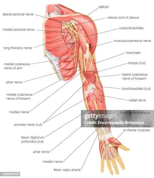 Anterior View Of The Left Arm, Showing Median, Ulnar, And Radial Nerves And Other Branches Of The Brachial Plexus.