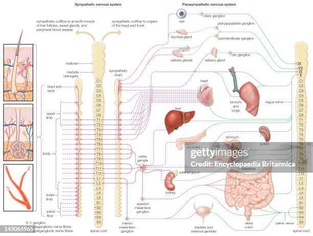 Diagram Of The Autonomic Nervous System, Showing Distribution Of Sympathetic And Parasympathetic Nerves To The Human Body.