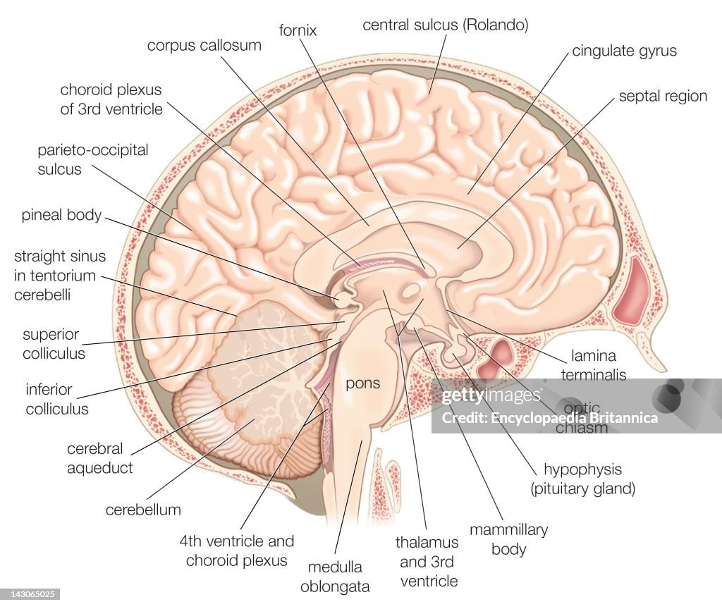Medial View Of The Left Hemisphere Of The Human Brain.
