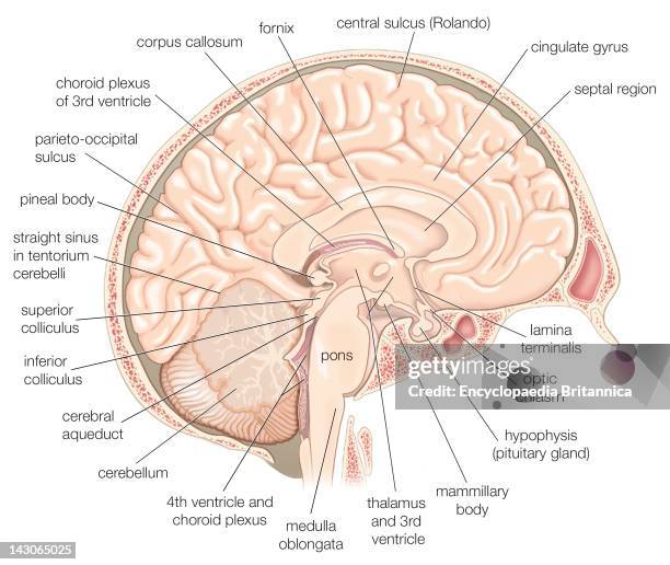 Medial View Of The Left Hemisphere Of The Human Brain.