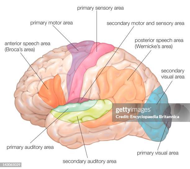 Diagram Of The Lateral View Of The Human Brain, Showing The Functional Areas .