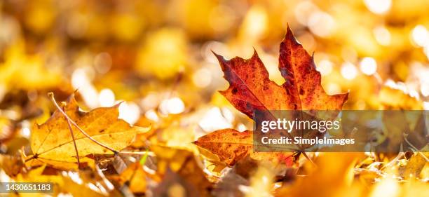 close-up of a red maple leaf in the bright rays of the autumn morning sun. autumn leaves in autumn colors and lights. - varierande växtfärg bildbanksfoton och bilder