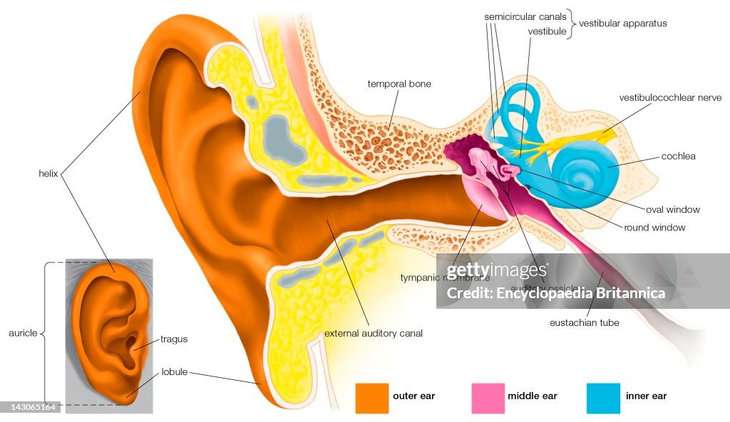 Ear Shell Human Structure Of The Human Ear. News Photo - Getty Images