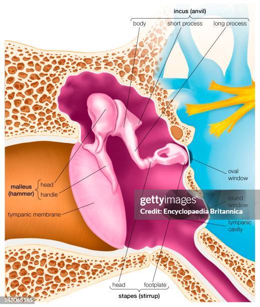 Middle Ear Components Inner Ear Diagram Photos and Premium High Res Pictures - Getty Images