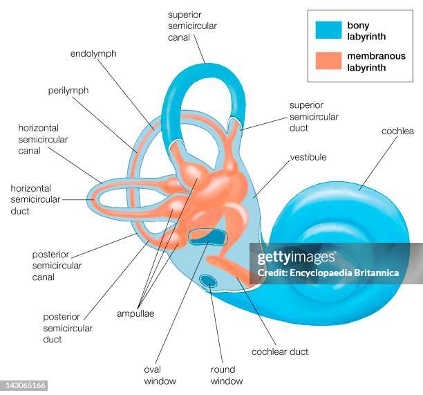 The Two Labyrinths Of The Inner Ear, The Bony Labyrinth Is Partially Cut Away To Show The Membranous Labyrinth Within.