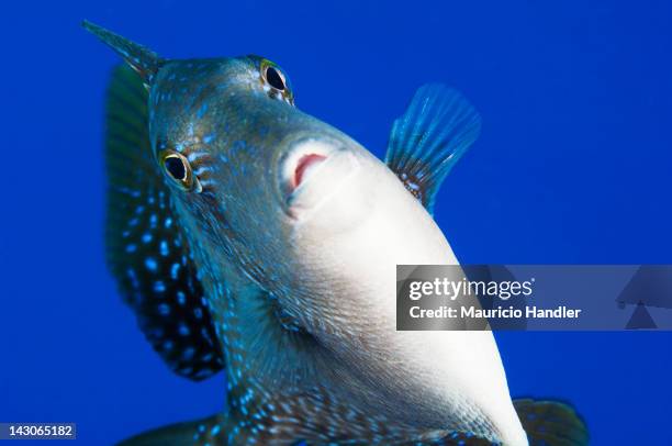 A rough triggerfish in open water.