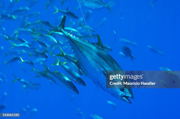 a school of rainbow runners trail a hooked yellow fin tuna. - yellowfin tuna - fotografias e filmes do acervo