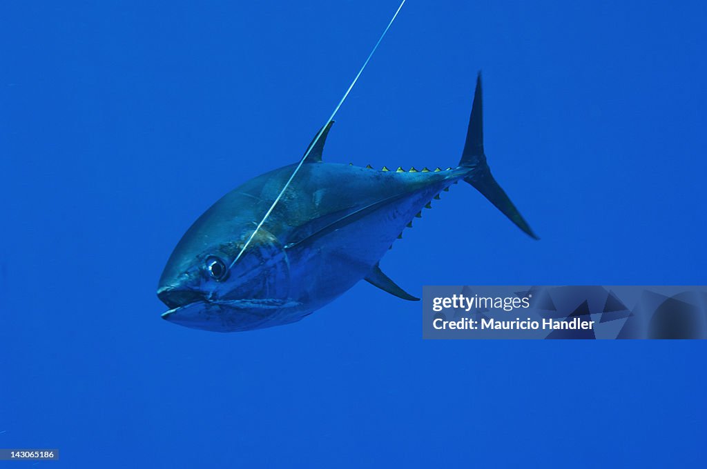 A hooked yellow fin tuna in open water.