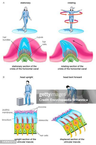 The Two Sensory Organs Of Balance: The Cristae Of The Semicircular Ducts And The Maculae Of The Utricle And Saccule.