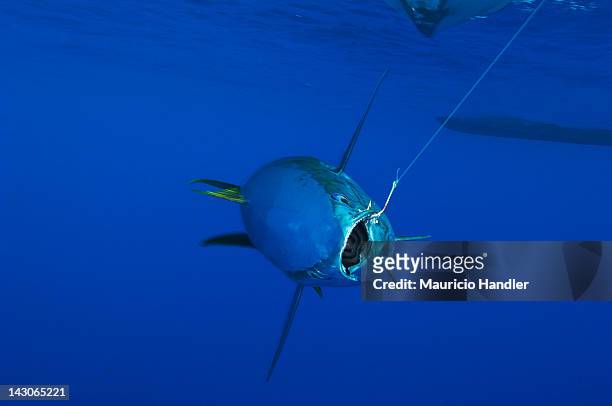 a hooked yellow fin tuna in open water. - yellow fin tuna fish stockfoto's en -beelden