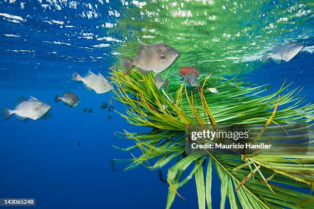 grey triggerfish schooling in open water close to a palm leaf. - grey triggerfish ストックフォトと画像