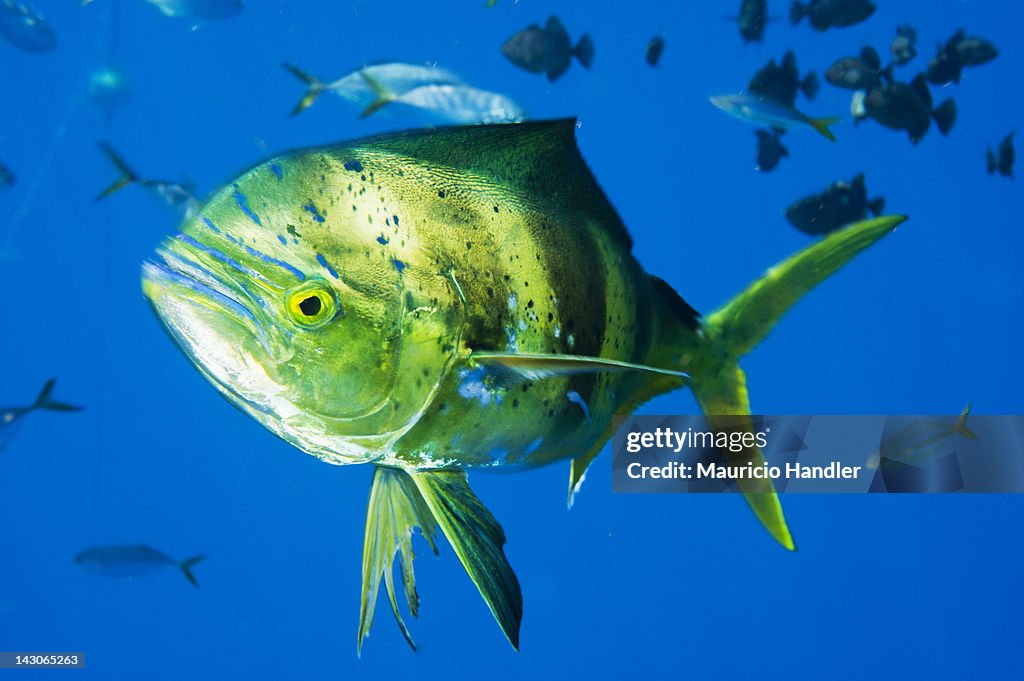 A male dolphinfish, aka mahi mahi, appears to look at the camera.