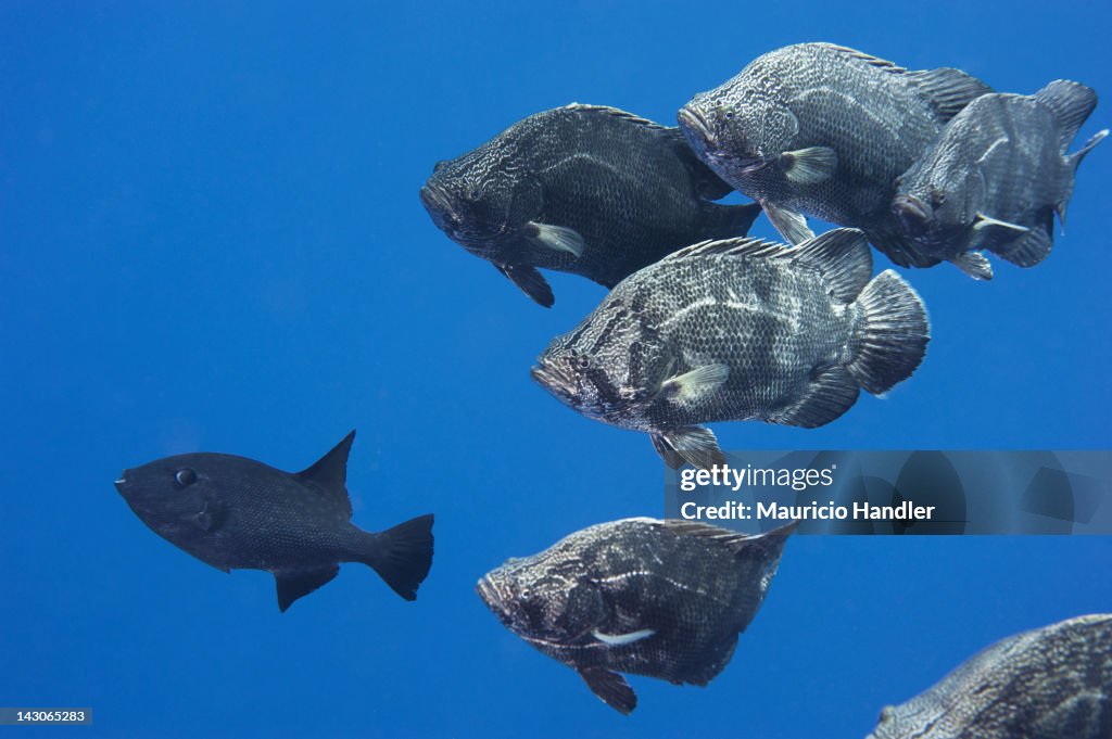 An Atlantic triplefin and ocean triggerfish, Canthidermis sufflamen.