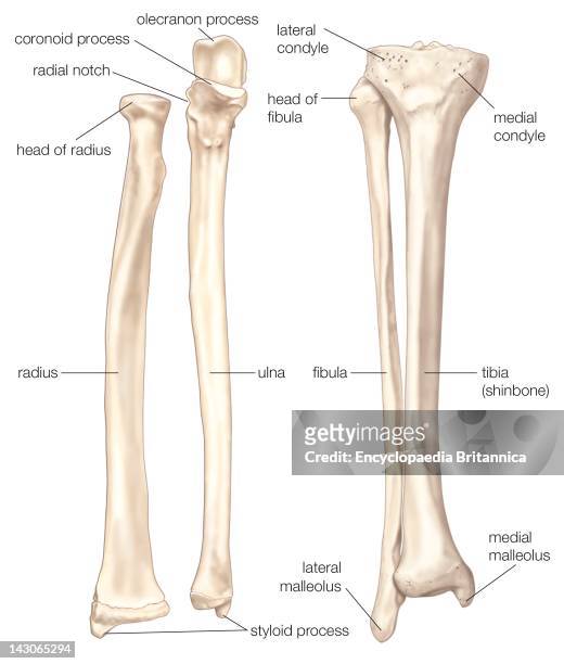 Bones Of The Forearm And Lower Leg, The Radius And The Ulna, Bones Of The Forearm; The Fibula And The Tibia, Bones Of The Lower Leg.
