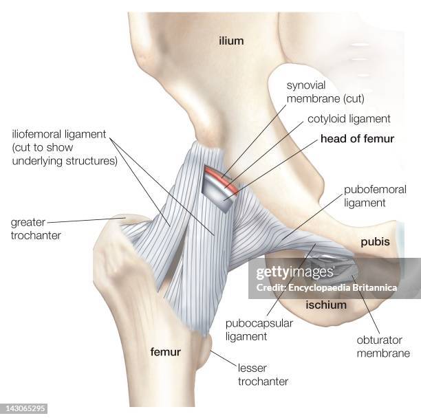 Hip And Pelvis, Anterior View Of The Hip And Pelvis, Showing Attachment Of Ligaments To The Femur, Ilium, Ischium, And Pubis.