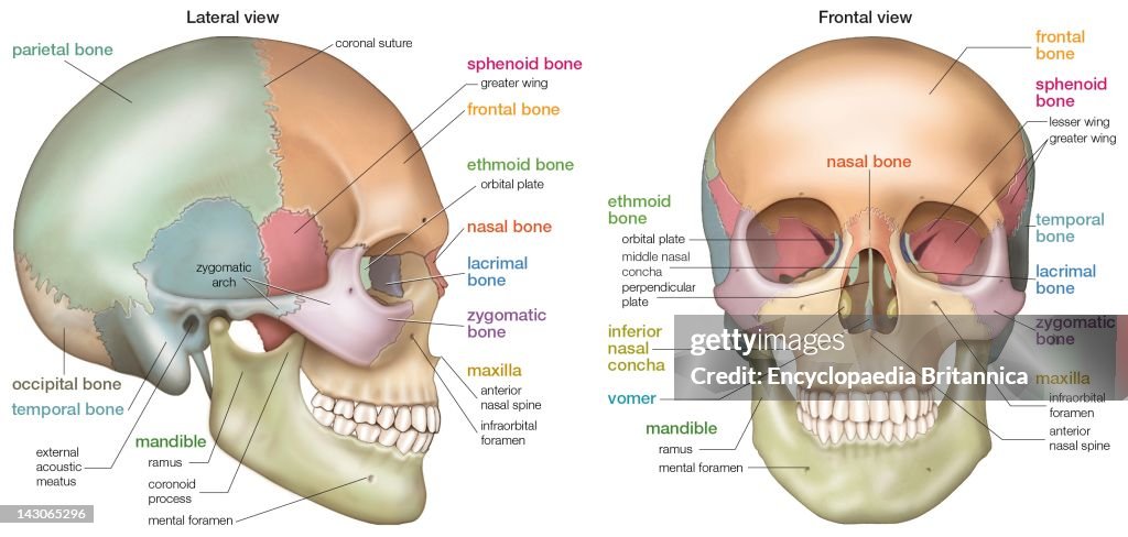 Human Skull