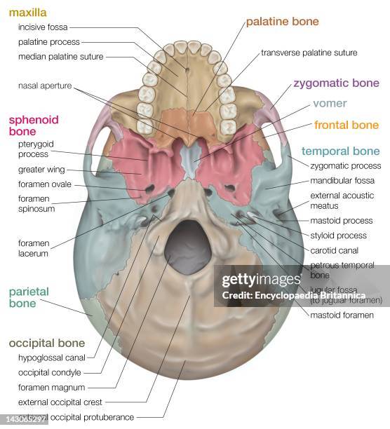 Human Skull, Inferior View Of The Human Skull.