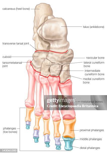Foot Bones, Bones Of The Foot, Showing The Calcaneus, Talus And Other Tarsal Bones, Metatarsal Bones, And Phalanges.