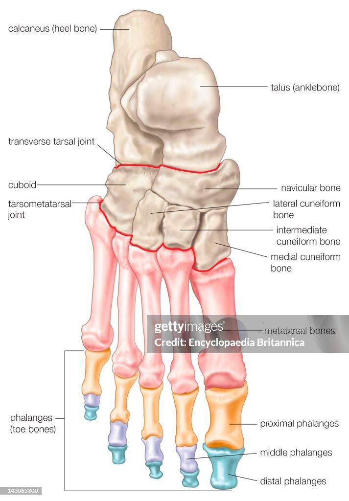 Foot Bones