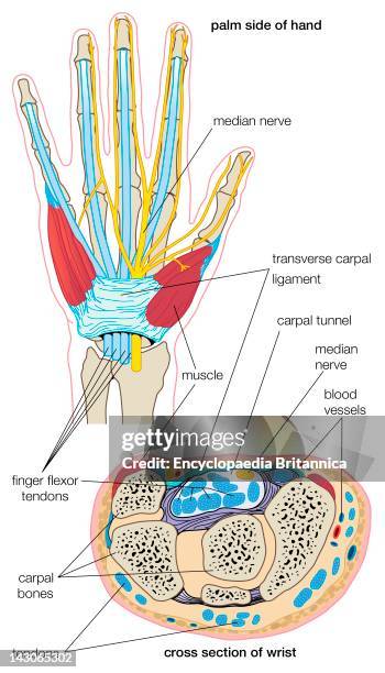 80 Carpal Tunnel Anatomy Stock Photos, High Biology Diagrams