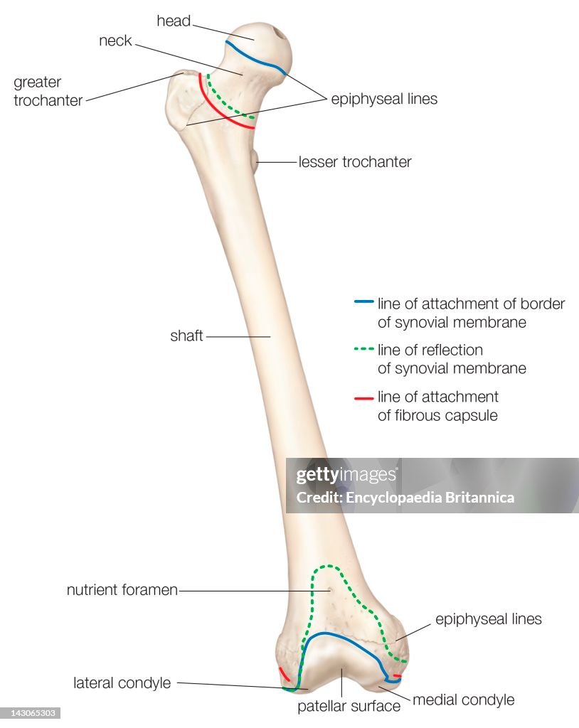 Femur