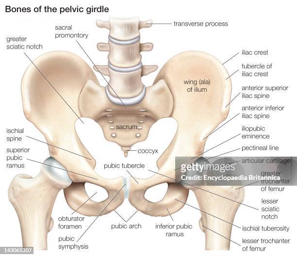 Pelvic Girdle, Bones Of The Pelvic Girdle.