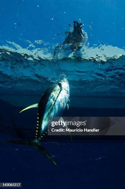 a fisherman lands a yellow fin tuna from a boat. - yellowfin tuna stock pictures, royalty-free photos & images