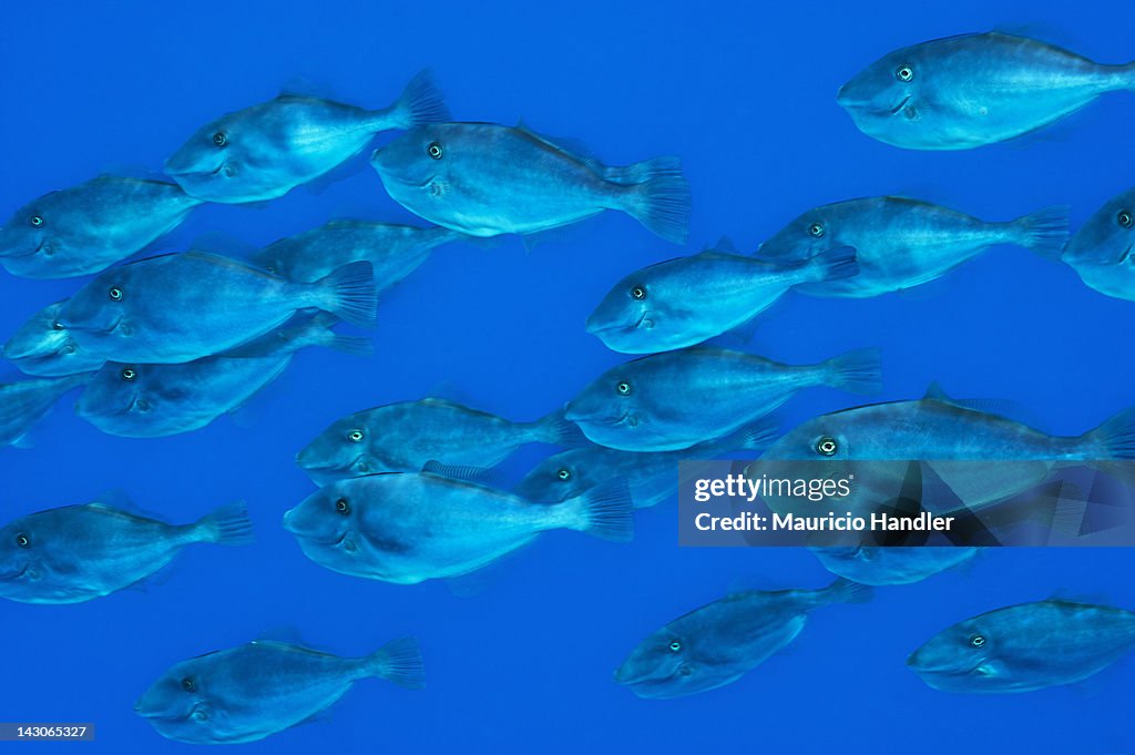 A large school of orange filefish swim in open water.