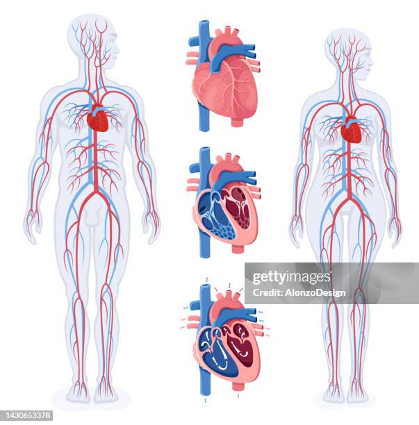 stockillustraties, clipart, cartoons en iconen met circulatory system. diagram of human circulatory system. human heart and blood flow. male and female human body. - coronary arteries diagram
