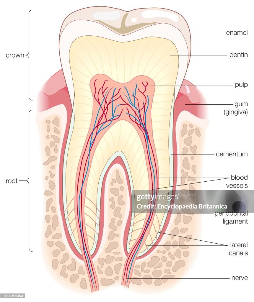 Adult Human Molar