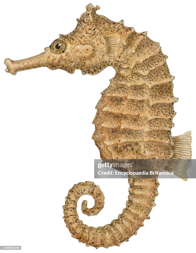 Sea Horse