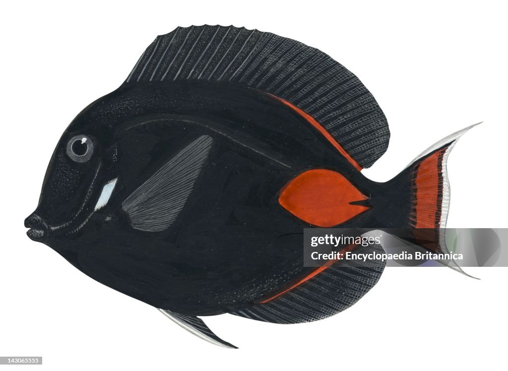 Achilles Tang