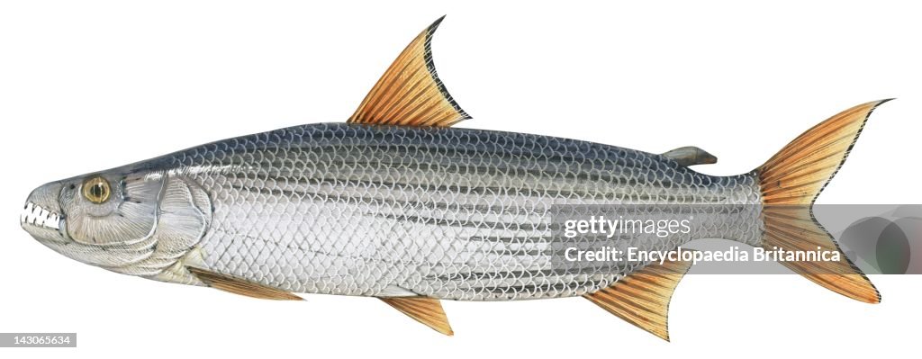 Tigerfish