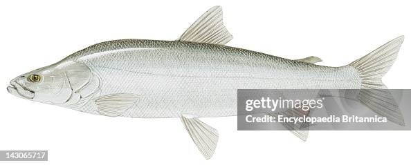 Inconnu, Inconnu . News Photo Getty Images