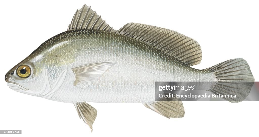 Freshwater Drum