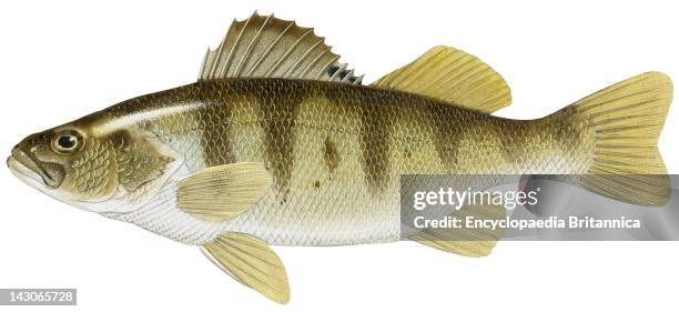 200 Yellow Perch Fish Stock Photos, High-Res Pictures, and Images