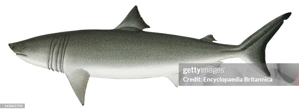Basking Shark