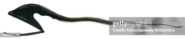 Gulper Eel, Nieuwsfoto's