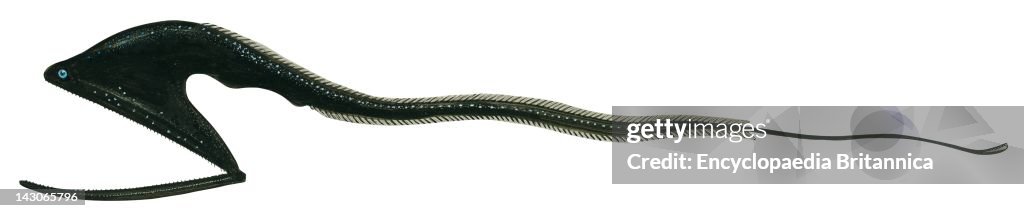 Gulper Eel