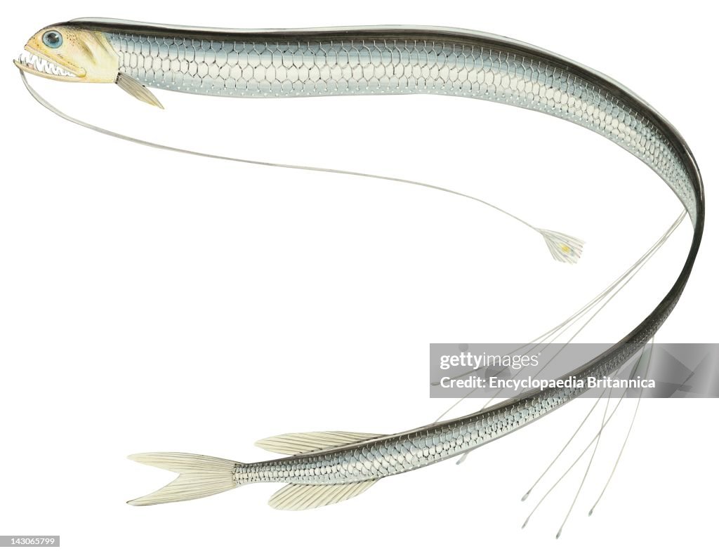 Scaly Fish Example Scaly Dragonfish, Scaly Dragonfish . News Photo - Getty Images