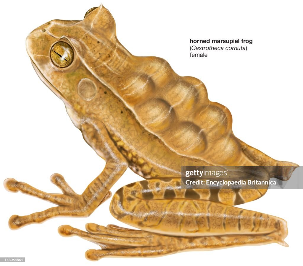 Horned Marsupial Frog