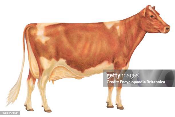 Guernsey Cow, Guernsey Cow, A Breed Of Dairy Cattle Originating On Guernsey, One Of The Channel Islands.