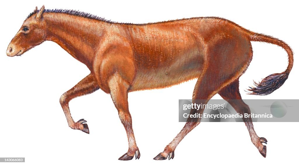 Mesohippus