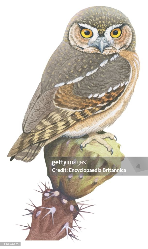 Elf Owl