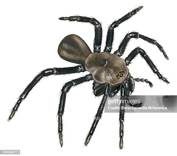 Californian Trap-Door Spider, Californian Trap-Door Spider .