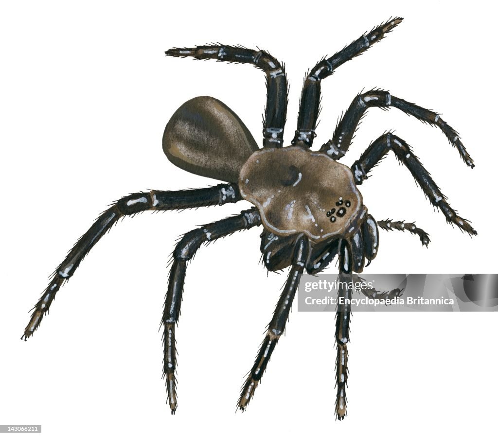 Californian Trap-Door Spider