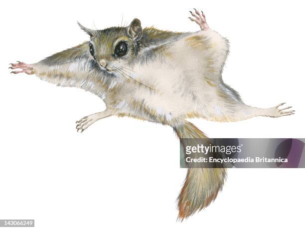 Flying Squirrel, New World Flying Squirrel .